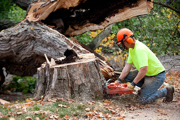 Residential Tree Removal in Bristol, FL